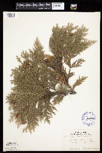 Thuja occidentalis image
