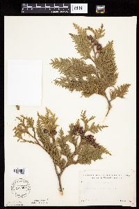 Thuja occidentalis image