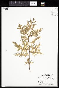 Thuja occidentalis image