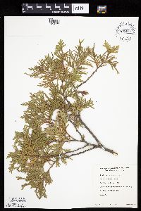 Thuja occidentalis image