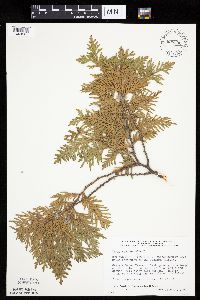Thuja occidentalis image
