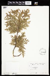 Thuja occidentalis image