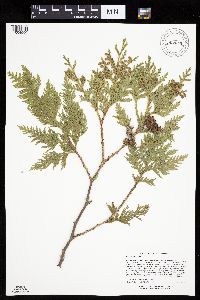 Thuja occidentalis image