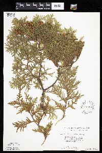 Thuja occidentalis image