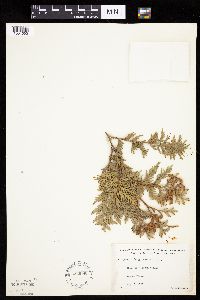 Thuja occidentalis image
