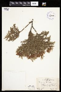 Thuja occidentalis image