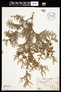 Thuja occidentalis image