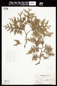 Thuja occidentalis image