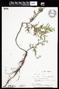 Thuja occidentalis image