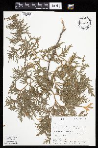 Thuja occidentalis image
