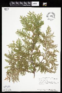 Thuja occidentalis image