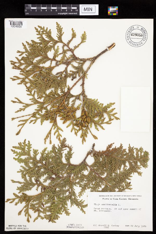 Thuja occidentalis image