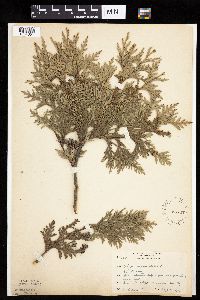 Thuja occidentalis image