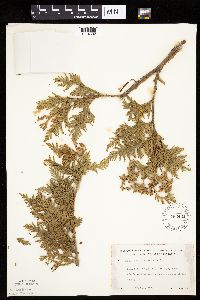 Thuja occidentalis image