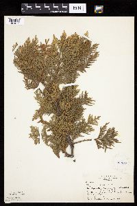 Thuja occidentalis image