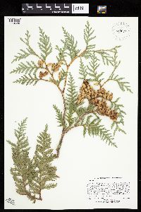 Thuja occidentalis image