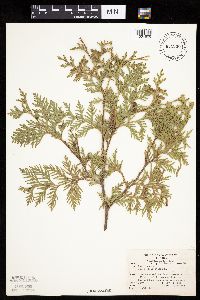 Thuja occidentalis image