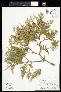 Thuja occidentalis image