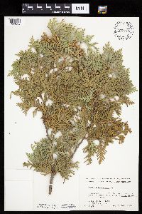 Thuja occidentalis image