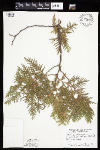 Thuja occidentalis image
