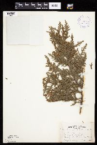 Thuja occidentalis image