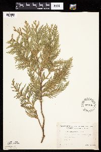Thuja occidentalis image