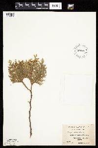 Thuja occidentalis image