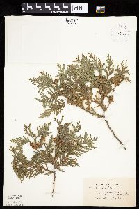 Thuja occidentalis image