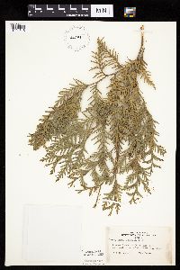 Thuja occidentalis image