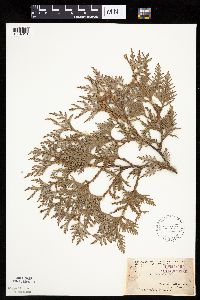 Thuja occidentalis image