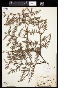 Thuja occidentalis image
