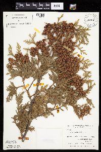 Thuja occidentalis image
