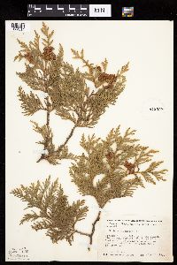 Thuja occidentalis image