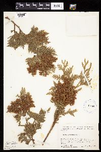 Thuja occidentalis image