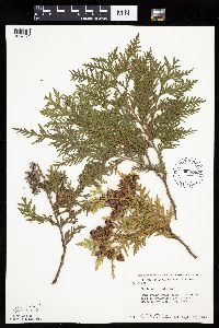 Thuja occidentalis image
