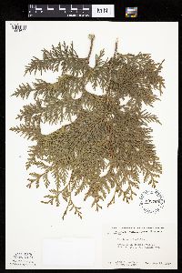Thuja occidentalis image