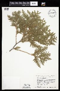 Thuja occidentalis image
