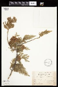 Thuja occidentalis image