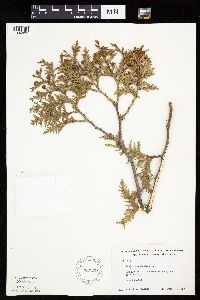 Thuja occidentalis image