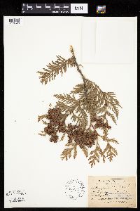 Thuja occidentalis image