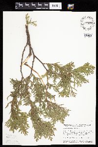 Thuja occidentalis image