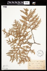 Larix laricina image