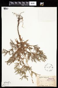 Thuja occidentalis image