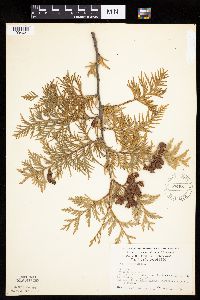 Thuja occidentalis image