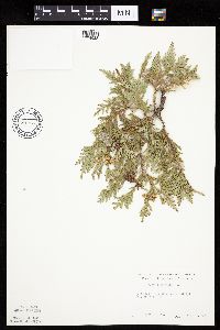 Thuja occidentalis image
