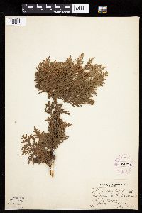 Thuja occidentalis image
