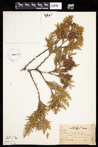 Thuja occidentalis image