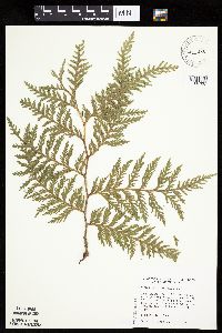 Thuja occidentalis image