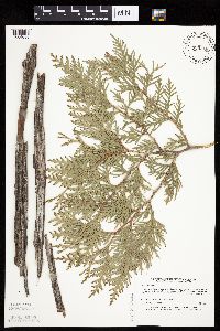 Thuja occidentalis image