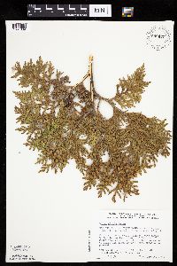 Thuja occidentalis image